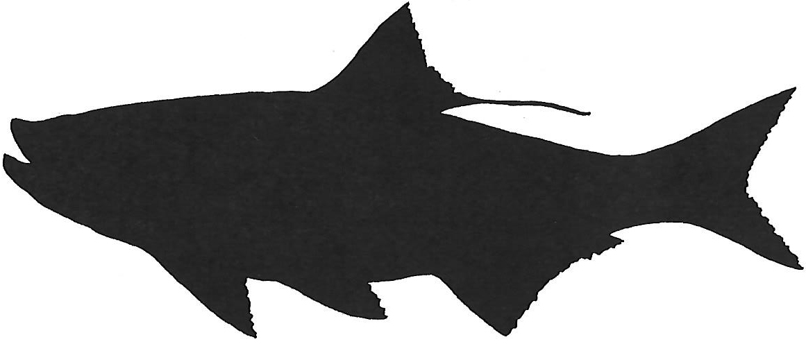 1161x496 Saltwater Fishing Reports