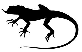 320x203 Lizard Silhouette 9 Decal Sticker