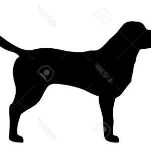 300x300 Photostock Vector Golden Retriever Dog Head Logo Arenawp