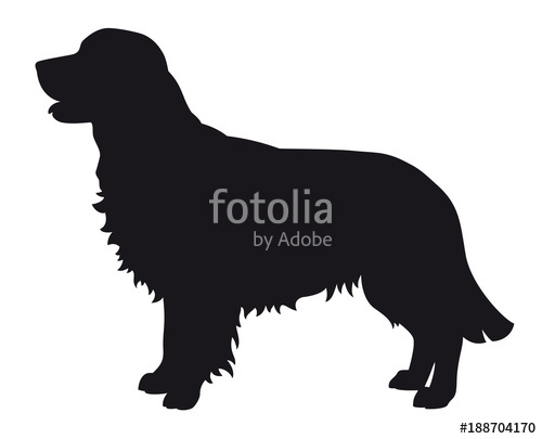 500x405 Golden Retriever