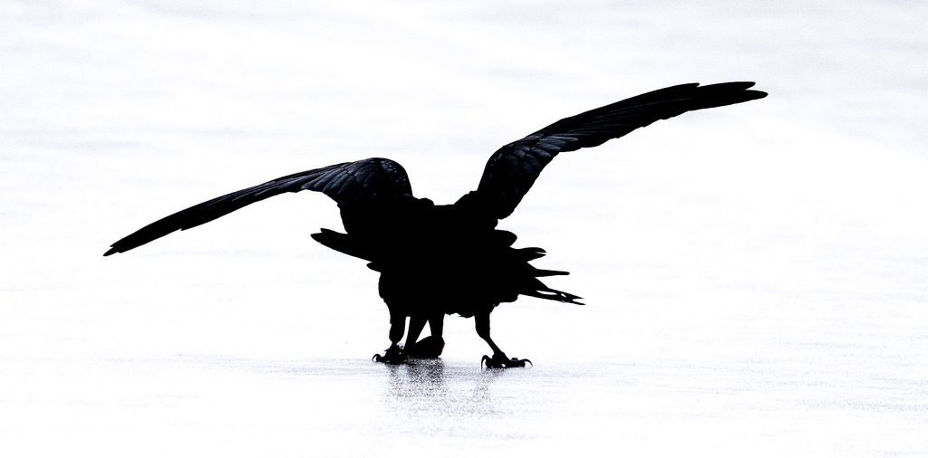 1024x506 The World's Most Recently Posted Photos Of Bito And Crow