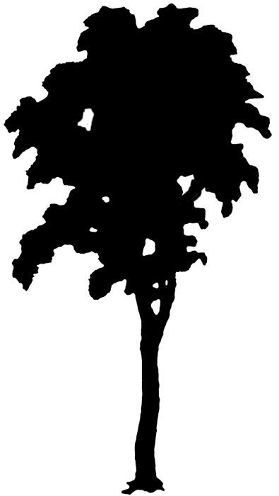 395x700 Tree Silhouettes Tree Silhouette, Silhouette Art And Silhouettes