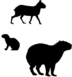 249x266 Microlivestock