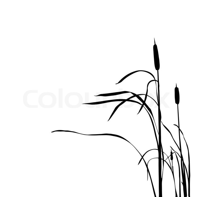 800x800 Stock Vector