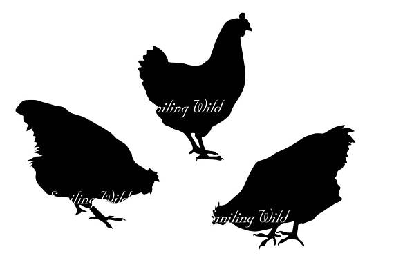 570x403 Hen Rooster Silhouette Svg Cock Chicken Svg Cut File Clipart