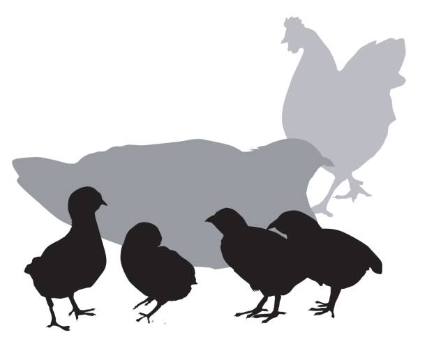 612x493 Indian Clipart Hen