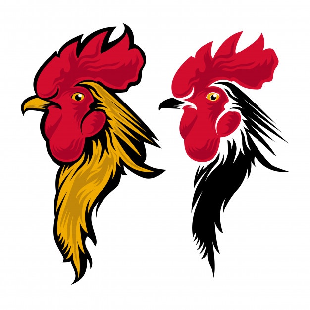 626x626 Rooster Vectors, Photos And Psd Files Free Download