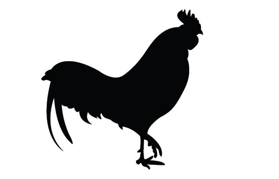 550x354 Rooster Silhouette Vector Free Download Birds Vector Graphics