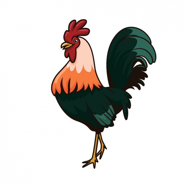 626x626 Rooster Vectors, Photos And Psd Files Free Download