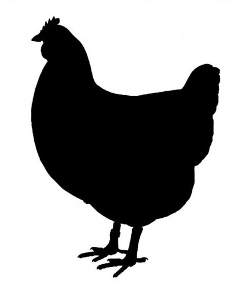 474x556 Chicken Set By Studioilustrado Design Id