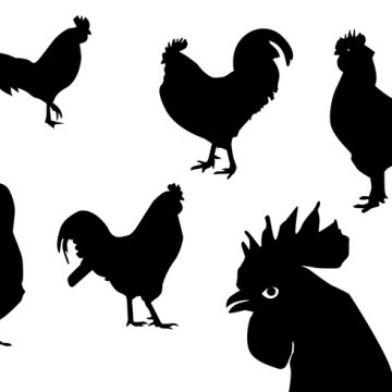 360x360 Rooster Silhouette Archives My Graphic Hunt