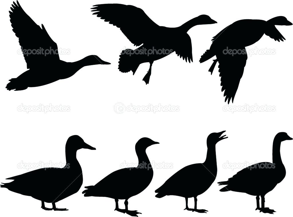 1023x759 Duck Silhouette Isolated On White Clip Art Vector Search Duck