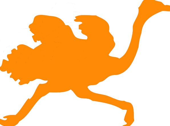 596x443 Ostrich, Carroty, Large Birds, Orange, Run, Track, Running, Fast