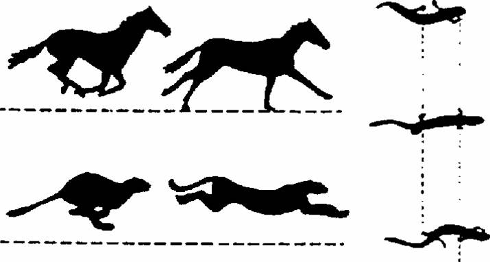 715x382 Why Study Horses Equine Biomechanics