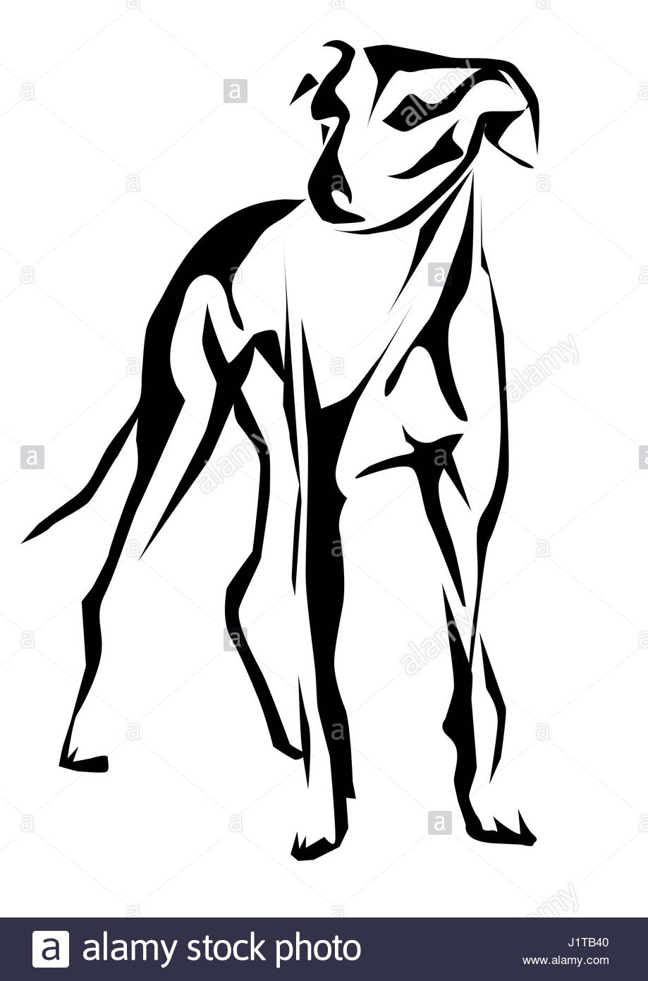 919x1390 Greyhound Stock Vector Images