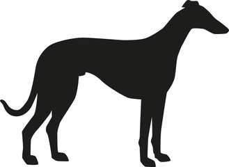 329x240 Greyhound Photos, Royalty Free Images, Graphics, Vectors Amp Videos