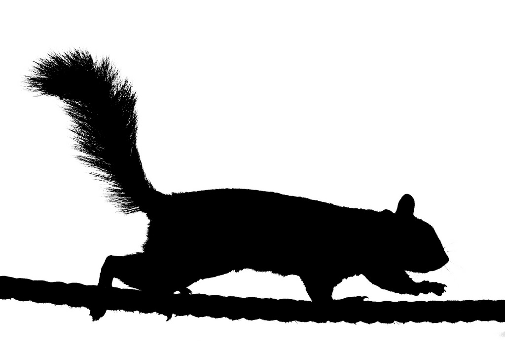 1024x721 Silhouette Clipart Running Squirrel