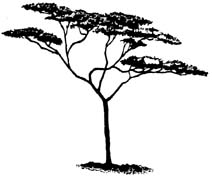 212x178 Drawing Of Acacia Tree