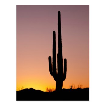 350x350 Saguaro Cactus Sale Arizona Cactus