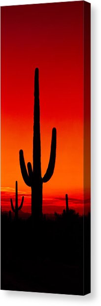 205x622 Saguaro Cactus. Canvas Prints