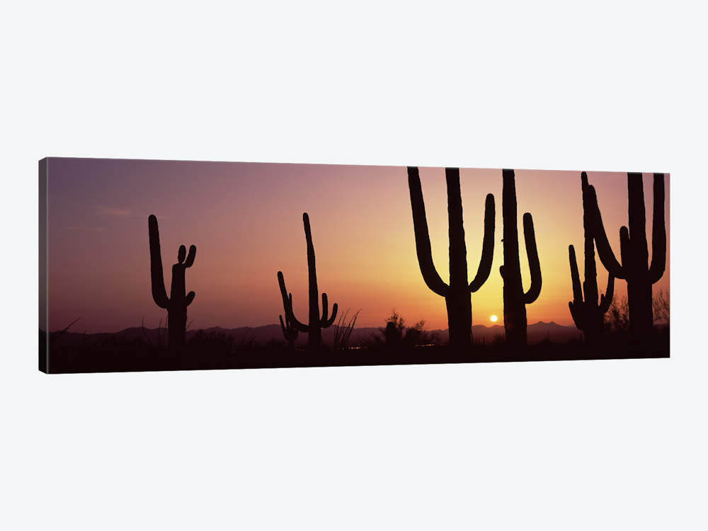 Saguaro Cactus Silhouette at GetDrawings | Free download