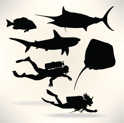 416x413 Scuba Divers Amp Saltwater Fish