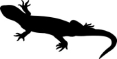 170x86 Search Results For Salamander
