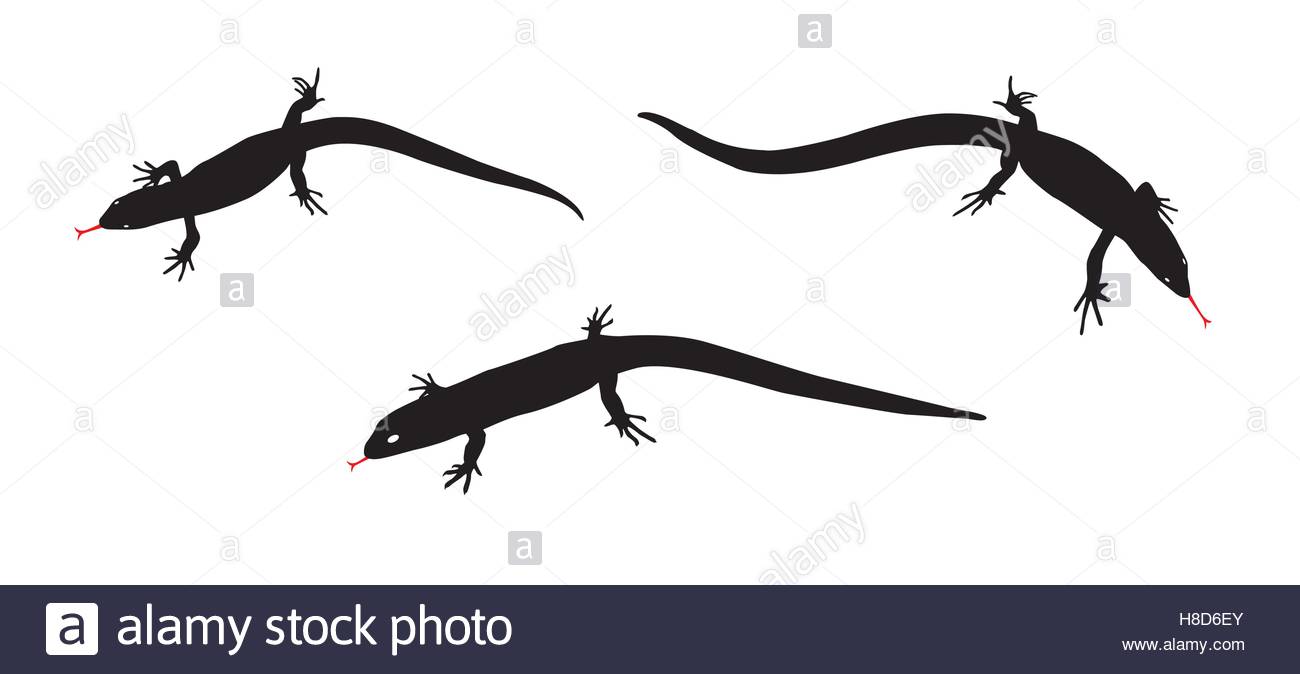 1300x674 Set Of Black And White Silhouette Lizard. Vector Illustration