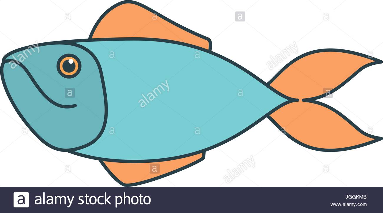 1300x724 Salmon Stock Vector Images