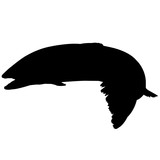 160x160 Sockeye Salmon Silhouette Vector Graphics Stock Image And Royalty