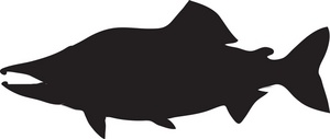 300x127 Salmon Silhouette Clipart