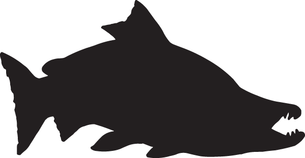 600x311 Salmon Silhouette
