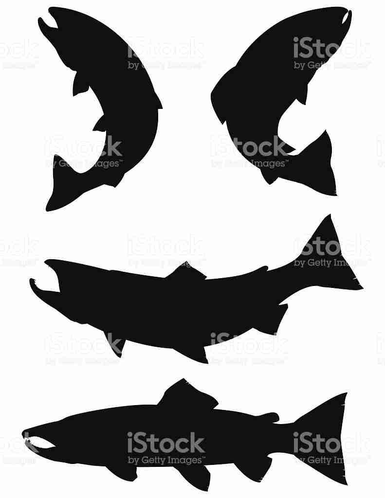 791x1024 Trout And Salmon Silhouettes Stock Vector Art More Images Of Fine