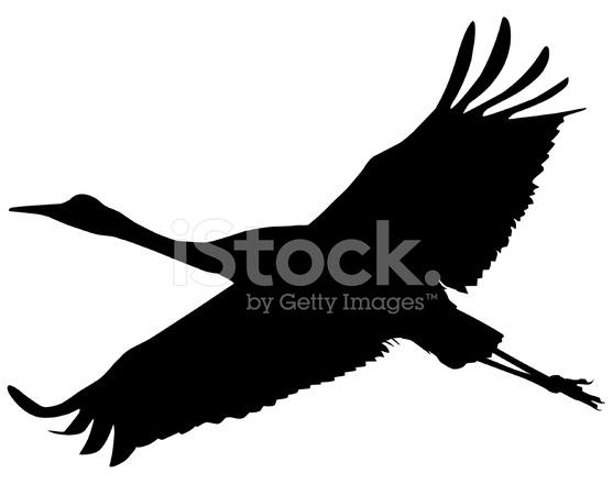 557x440 Sandhilll Crane Soaring Silhouette Stock Vector