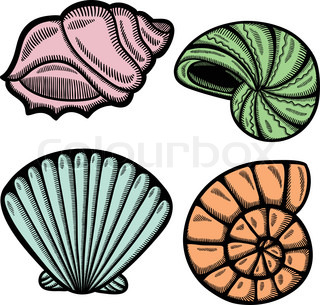 320x305 Sea Shell Vector Silhouette Stock Vector Colourbox