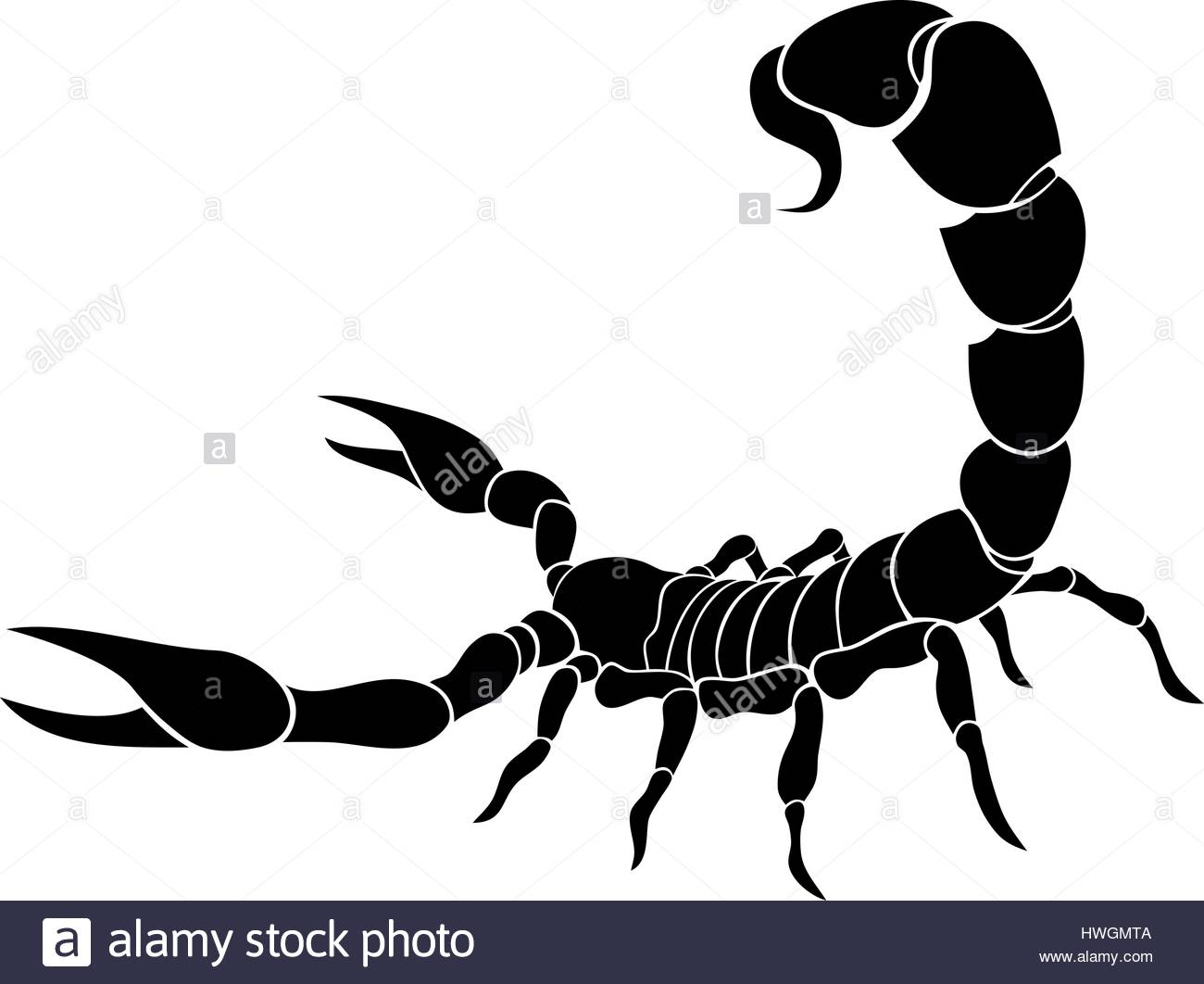 1300x1062 Scorpion Black And White Stock Photos Amp Images