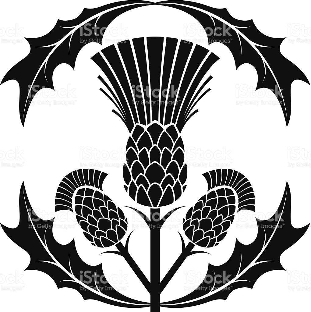 1021x1024 Simple Scottish Thistle Silhouette Vector Illustration Vector