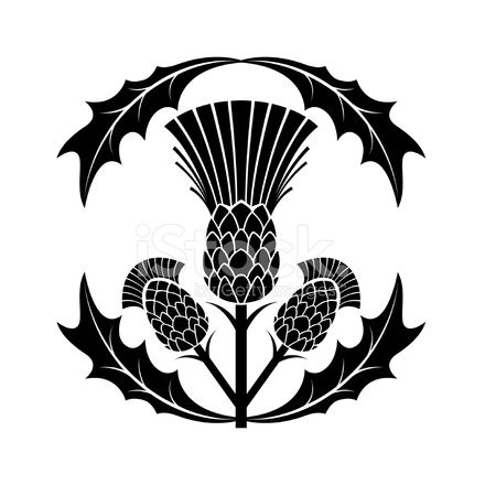 440x440 Simple Thistle Silhouette Vector Illustration Thistles