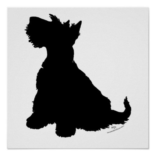 512x512 Pin By Hcm Pk On Scott Terrier Scottish Terrier