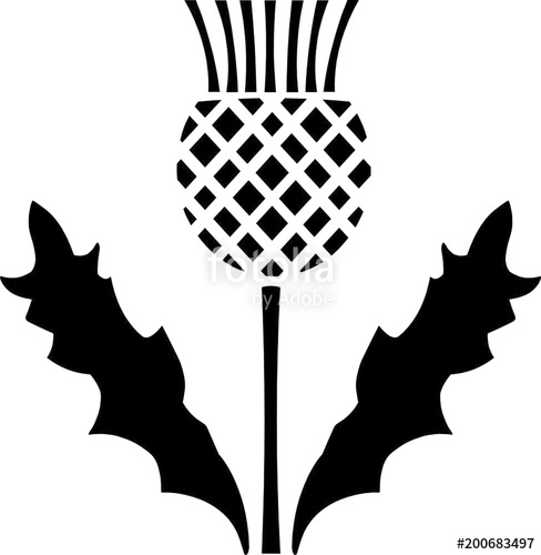488x500 Sottish Thistle Scotland Stock Image And Royalty Free Vector