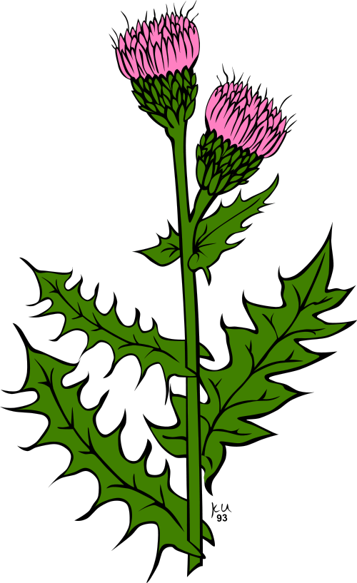 500x817 Thistle Pictures Clip Art