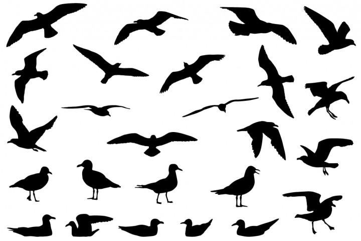 720x480 Sea Creatures By Redchocolate Illustration