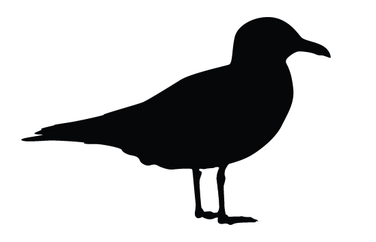 550x354 Image Result For Seagull Silhouette Dremel Vector