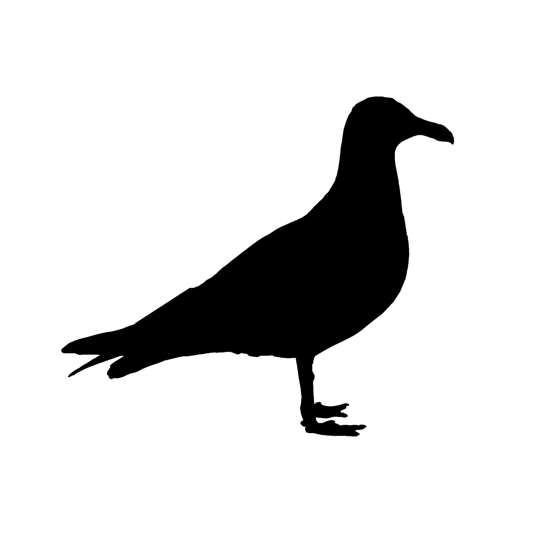1920x1920 Seagull Side Silhouette Free Stock Photo