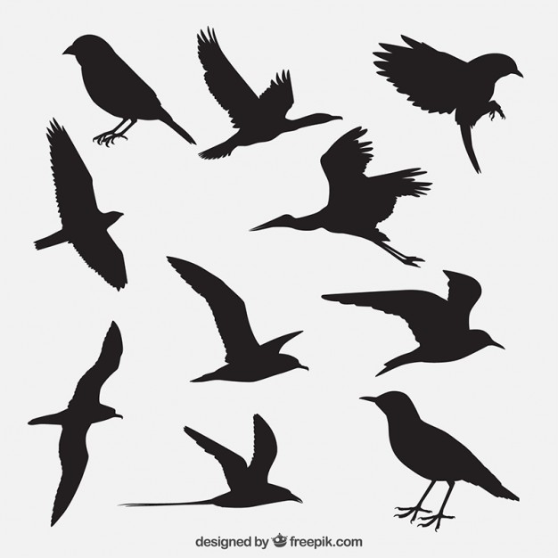 626x626 Seagull Vectors, Photos And Psd Files Free Download