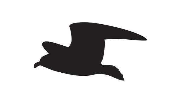 600x343 Seagull Silhouette Silhouette Flying Seagull Adobe Illustrator