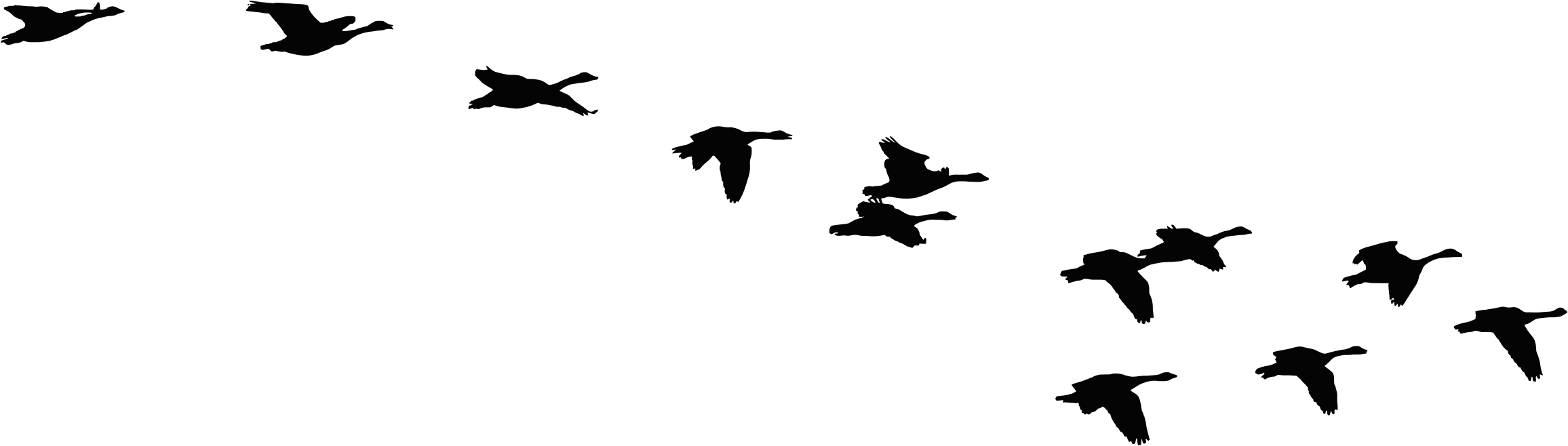 2312x658 Flock Of Flying Geese Silhouette Icons Png