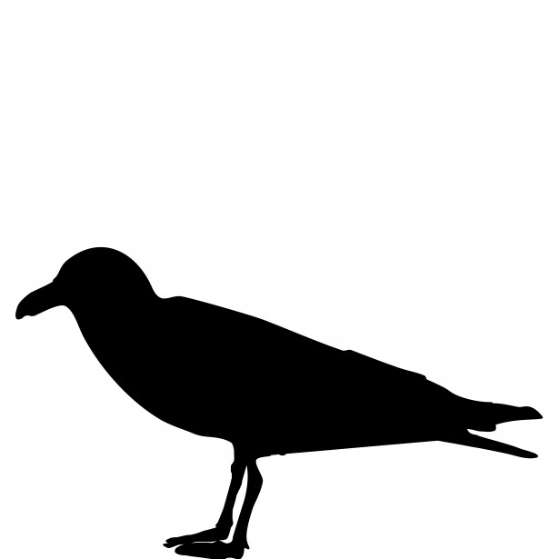 615x615 Seagull Free Stock Photo