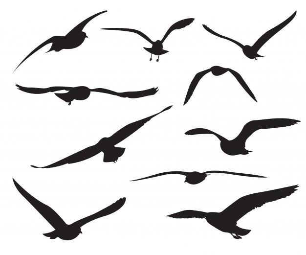 626x521 Seagull Vectors, Photos And Psd Files Free Download