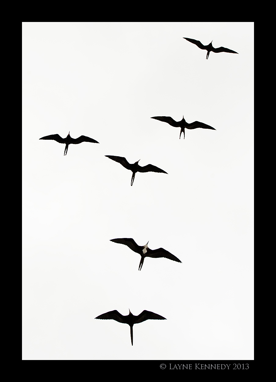 904x1252 Frigate Bird Tattoo Group